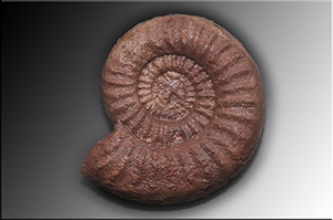 Fossilien aus Adnet