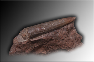 Fossilien aus Adnet
