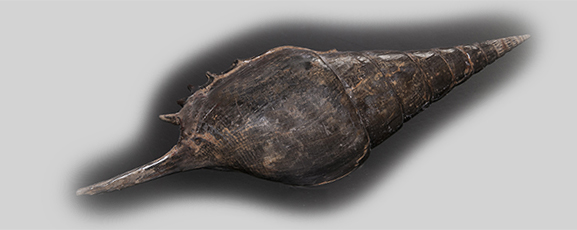Tibia dentata Eine sehr gut erhaltene Schnabelschnecke aus Weitendorf